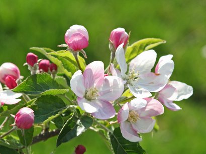 L‘Epifania Ramo di melo con fiori rosa e bianchi e foglie verdi su sfondo verde