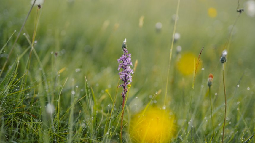 Geheimtipp Hotels in Südtirol 😎☀️ Lila Blume auf grüner Wiese mit Tautropfen im Morgenlicht