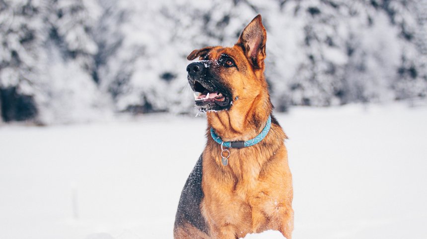 Geheimtipp Hotels in Südtirol 😎☀️ Deutscher Schäferhund sitzt aufmerksam im Schnee mit blauem Halsband