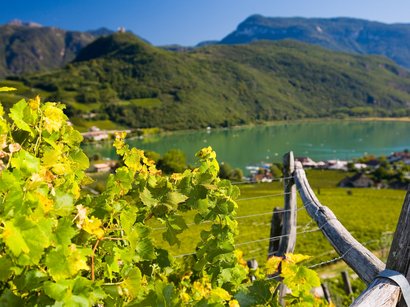 L‘Epifania Vite con sfondo di montagne e lago sotto un cielo limpido
