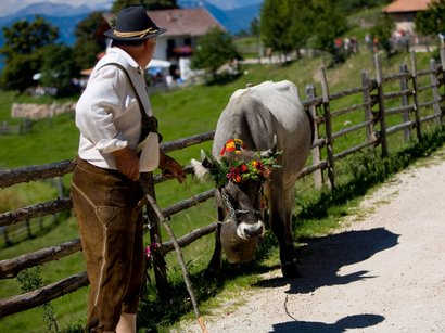Die Entstehung eines altbekannten Brauches Mann in traditioneller Kleidung führt Kuh mit Blumenschmuck auf einem Bergweg