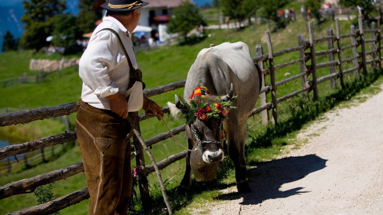 Transumanza in Alto Adige: un’importante tradizione Uomo in abiti tradizionali conduce una mucca con decorazioni floreali su un sentiero di montagna