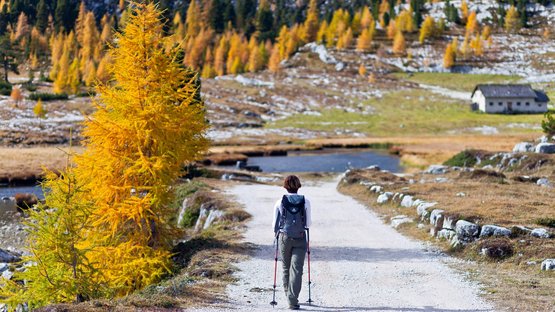Themenweg: Toblach - ZweiWasserBrunnen - Labyrinth Wanderin mit Trekkingstöcken auf Waldweg im Herbst vor Bergkulisse