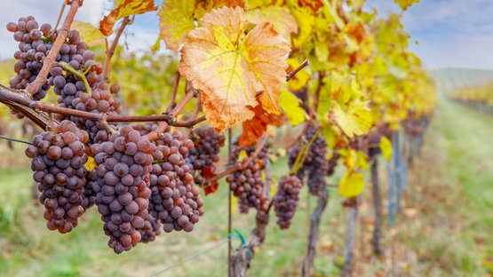 Die Entstehung eines altbekannten Brauches Reife Trauben an Rebstöcken in einem Weinberg im Herbst