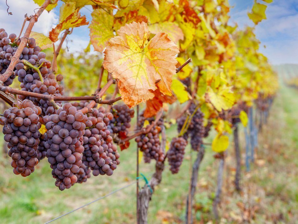 Die Entstehung eines altbekannten Brauches Reife Trauben an Rebstöcken in einem Weinberg im Herbst