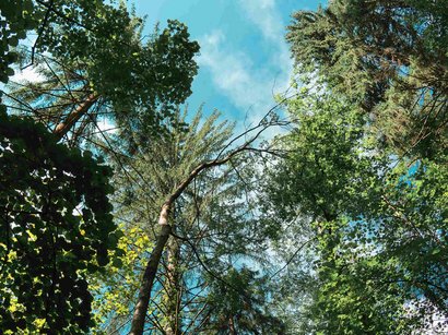 L‘Epifania Vista verso l'alto tra alberi verdi e cielo azzurro in una foresta