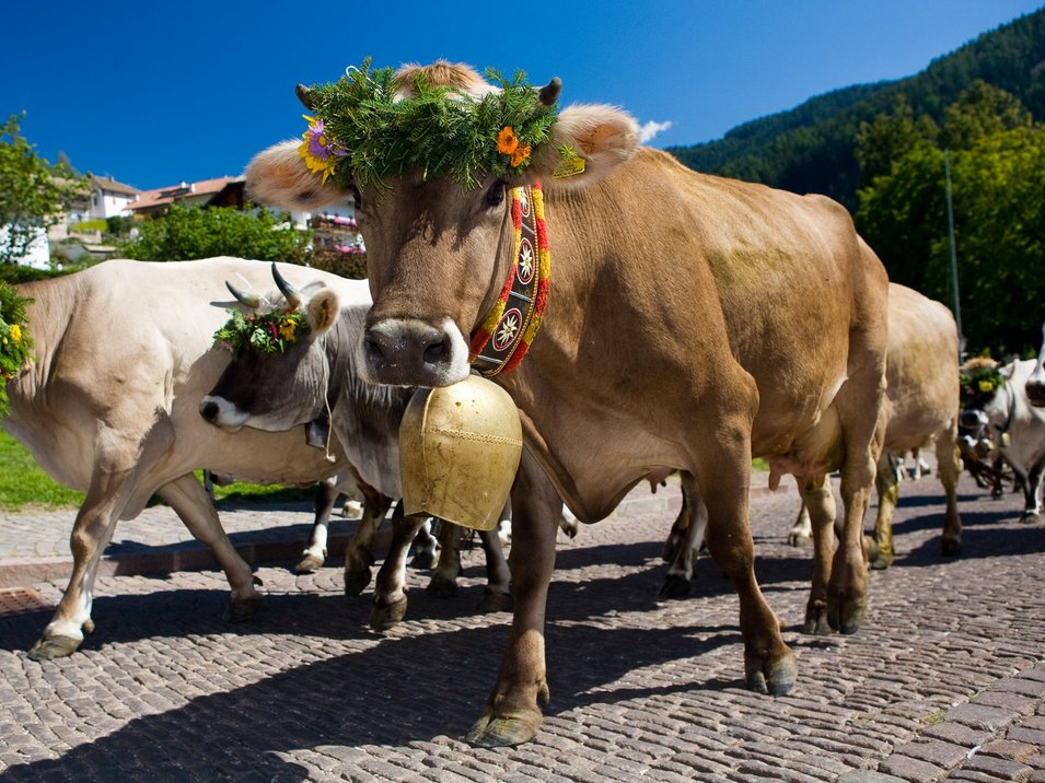 Transumanza in Alto Adige: un’importante tradizione Mucche con corone di fiori e campane durante la transumanza su strada lastricata
