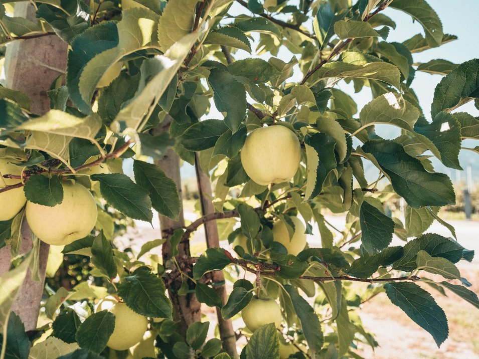 Il Museo della Frutticoltura a Lana Mele verdi appese a un albero in un frutteto con sole