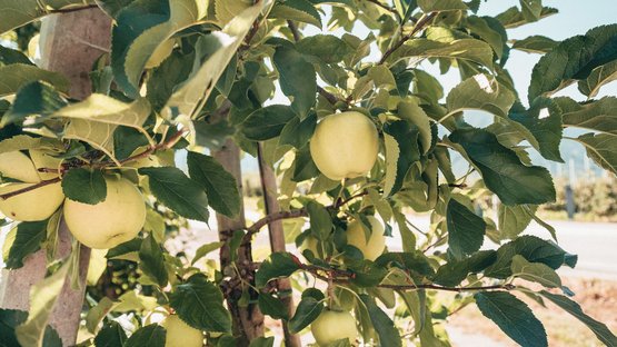 Il Museo della Frutticoltura a Lana Mele verdi appese a un albero in un frutteto con sole